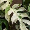 Epipremnum Pinnatum Marble Variegated