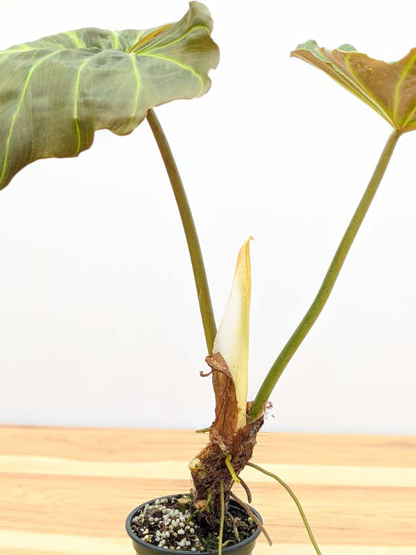 Lg. Philodendron Corsinianum Giant Plant - Image 7