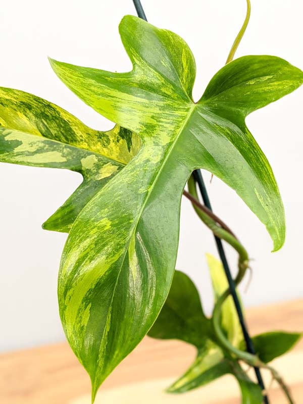 Lg. Philodendron Florida Variegated Plant - Image 13