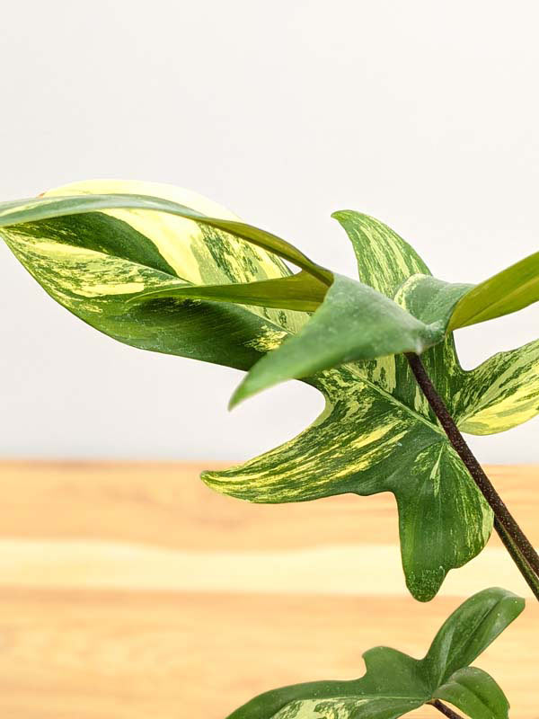 Lg. Philodendron Florida Variegated Plant - Image 7