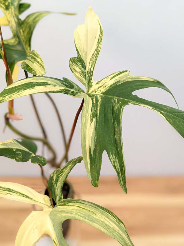 Lg. Philodendron Florida Variegated Plant - Image 9