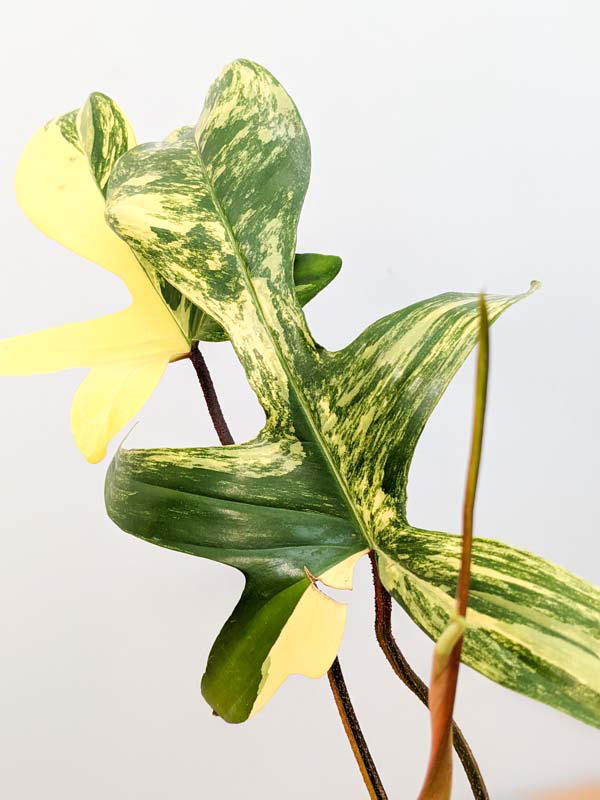 Lg. Philodendron Florida Variegated Plant - Image 10