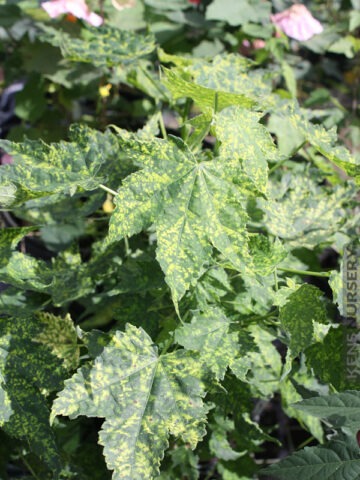 Striatum Aureo-Maculatum Abutilon Parlor Maple Plant (select abutilon hybrid)