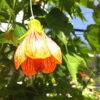 Brain Waves Abutilon Parlor Maple Plant (select abutilon hybrid)