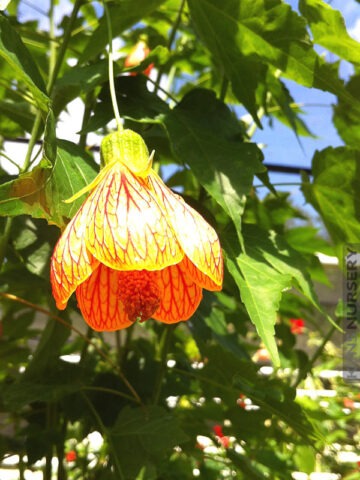 Brain Waves Abutilon Parlor Maple Plant (select abutilon hybrid)