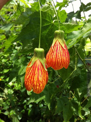 Alternative view of Brain Waves Abutilon Parlor Maple Plant (select abutilon hybrid)