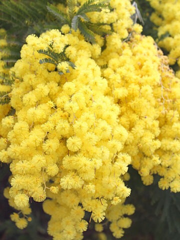 Lg. Yellow Puff Sweet Acacia Tree (acacia farnesiana)