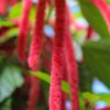 Chenille Red-Hot Cattail (acalypha hispida)
