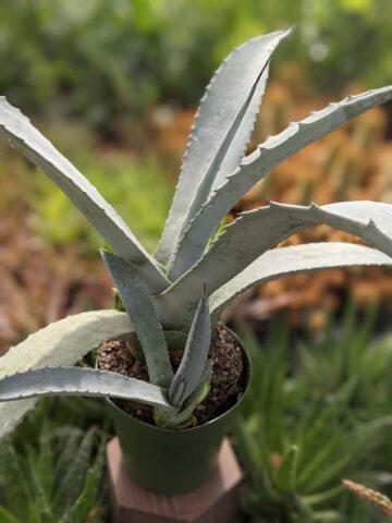 Lg. Giant Steel Blue Agave Plant (agave americana sp) - Image 7