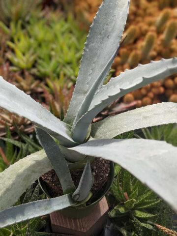 Lg. Giant Steel Blue Agave Plant (agave americana sp) - Image 8