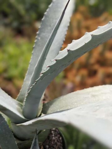 Lg. Giant Steel Blue Agave Plant (agave americana sp) - Image 6