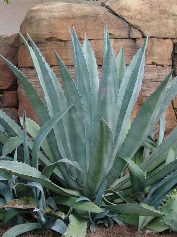 Lg. Giant Steel Blue Agave Plant (agave americana sp)