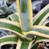 Lg. Large Upright Blue Opal Agave Plant (agave americana sp)