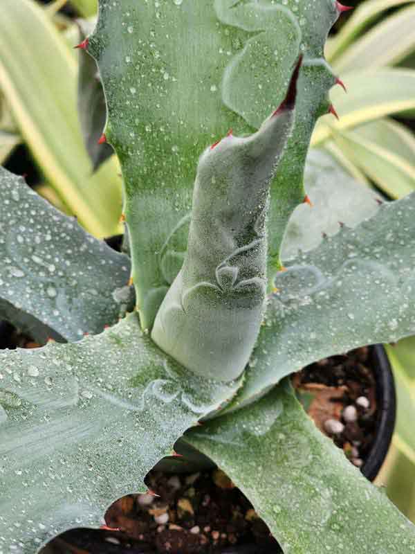 Lg. Las Vegas Coyote Wide Leaf Agave Plant (agave americana sp) - Image 3