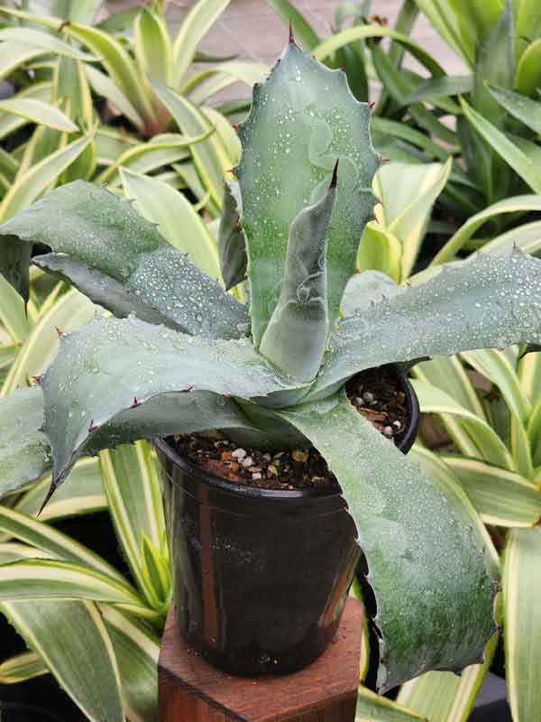 Lg. Las Vegas Coyote Wide Leaf Agave Plant (agave americana sp) - Image 4