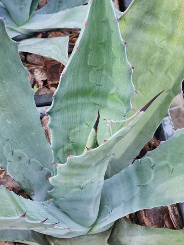 Lg. Las Vegas Coyote Wide Leaf Agave Plant (agave americana sp) - Image 2