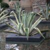 Lg. Showy Giant Matsumoto Agave Plant (agave americana sp)