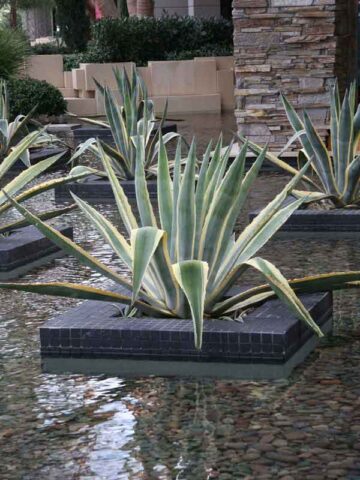 Lg. Showy Giant Matsumoto Agave Plant (agave americana sp)