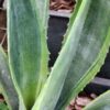 Lg. Showy Lime Edge Gunmetal Agave Plant (agave americana sp)