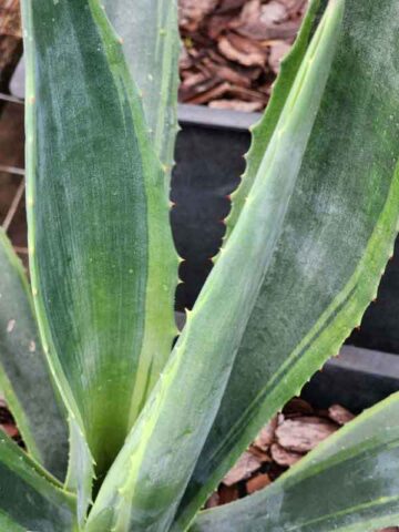 Lg. Showy Lime Edge Gunmetal Agave Plant (agave americana sp)