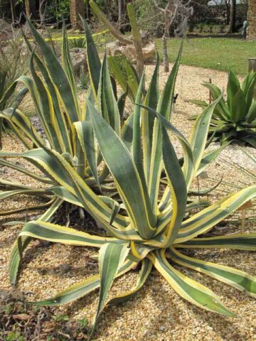 Lg. Yellow Serpent Century Plant Agave Plant (agave americana marginata)