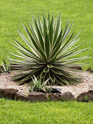 Lg. Caribbean Candy Stripe Agave Plant (agave angustifolia marginata)