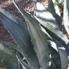 Lg. Striata Las Vegas Silver Agave Plant (agave americana sp)