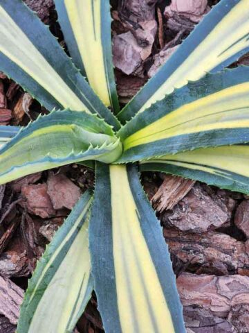 Lg. Striata Las Vegas Gold Strike Agave Plant (agave americana sp)
