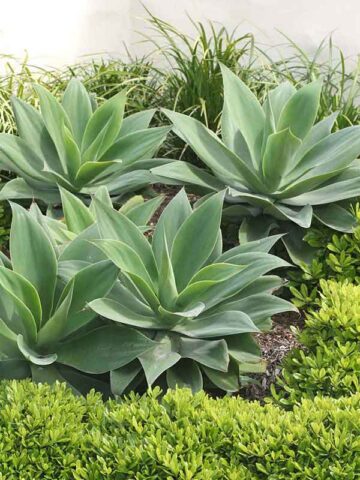 Soft Thornless Fox Tail Agave Plant (agave attenuata)