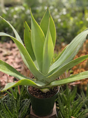 Lg. Soft Thornless Fox Tail Agave Plant (agave attenuata) - Image 7