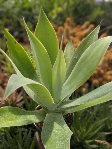 Lg. Soft Thornless Fox Tail Agave Plant (agave attenuata) - Image 8