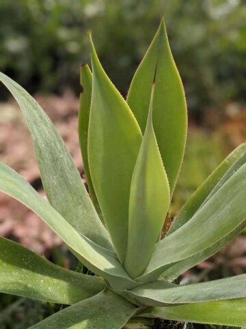 Lg. Soft Thornless Fox Tail Agave Plant (agave attenuata) - Image 6