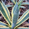 Lg. Cornelius Aurea Marginata Agave Plant (agave americana monstrosa)