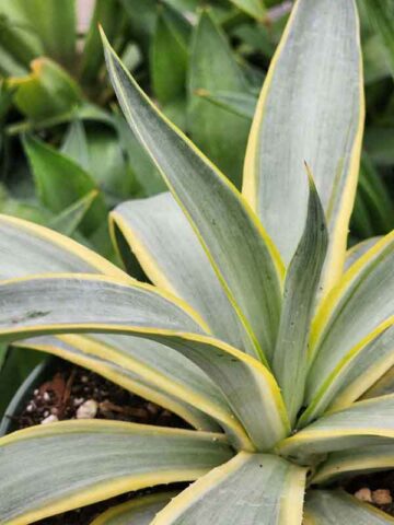 Lg. Soft Leaf Galatic Traveler Agave Plant (agave desmentiana sp)