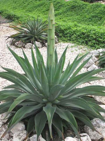 Lg. Soft Leaf Spineless Jade Agave Plant (agave desmentiana sp)