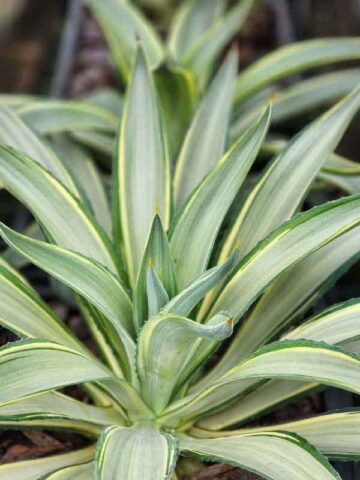 Lg. Soft Leaf Colorful Joe Ghost Soft Leaf Agave Plant (agave desmentiana sp) - Image 3