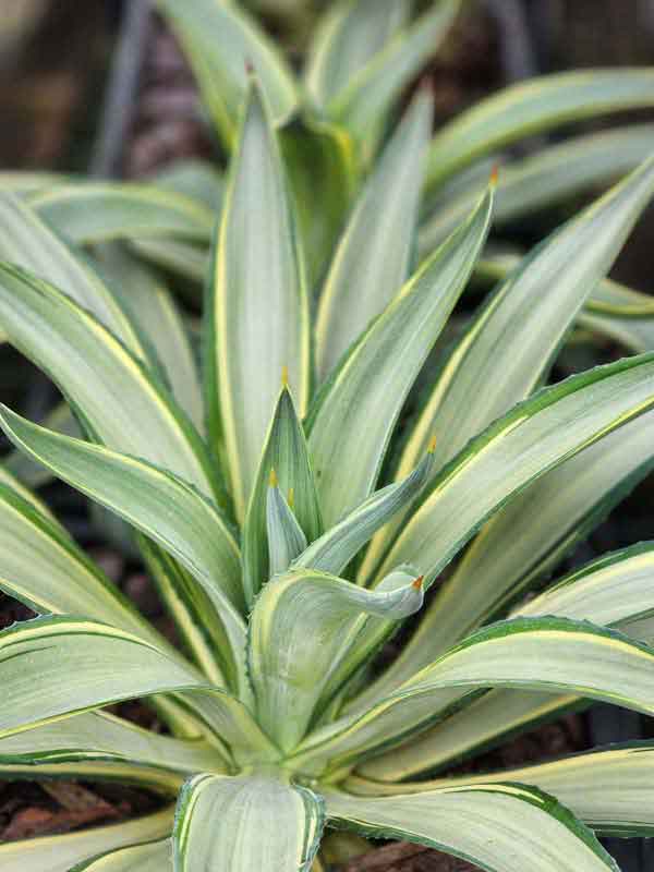 Lg. Soft Leaf Colorful Joe Ghost Soft Leaf Agave Plant (agave desmentiana sp) - Image 3