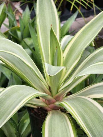 Lg. Soft Leaf Colorful Joe Ghost Soft Leaf Agave Plant (agave desmentiana sp) - Image 4