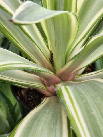 Alternative view of Lg. Soft Leaf Colorful Joe Ghost Soft Leaf Agave Plant (agave desmentiana sp)