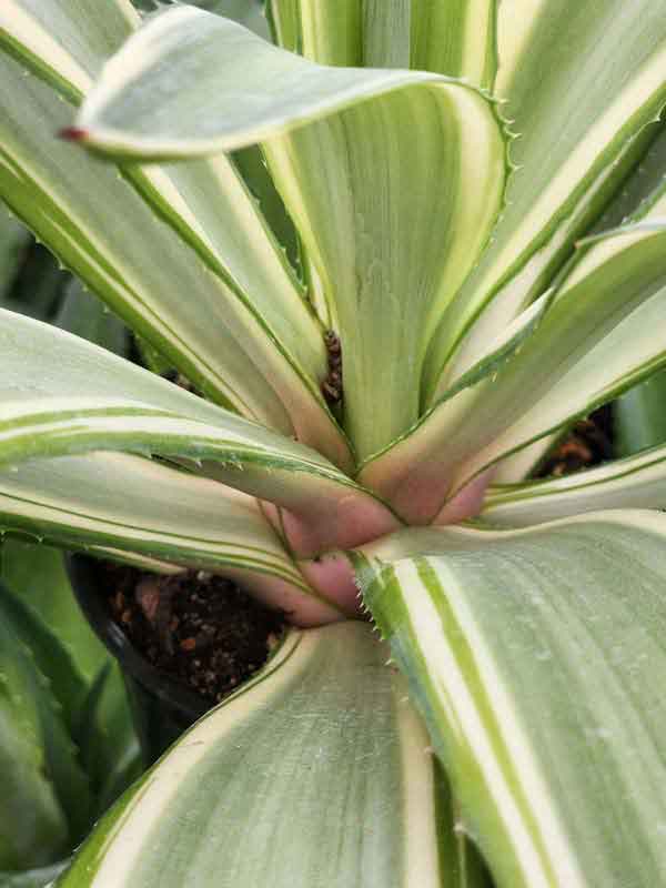 Lg. Soft Leaf Colorful Joe Ghost Soft Leaf Agave Plant (agave desmentiana sp) - Image 2