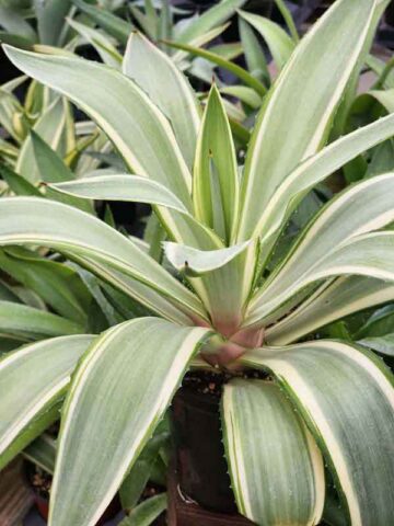 Lg. Soft Leaf Colorful Joe Ghost Soft Leaf Agave Plant (agave desmentiana sp) - Image 5