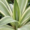 Lg. Soft Leaf Colorful Joe Ghost Soft Leaf Agave Plant (agave desmentiana sp)