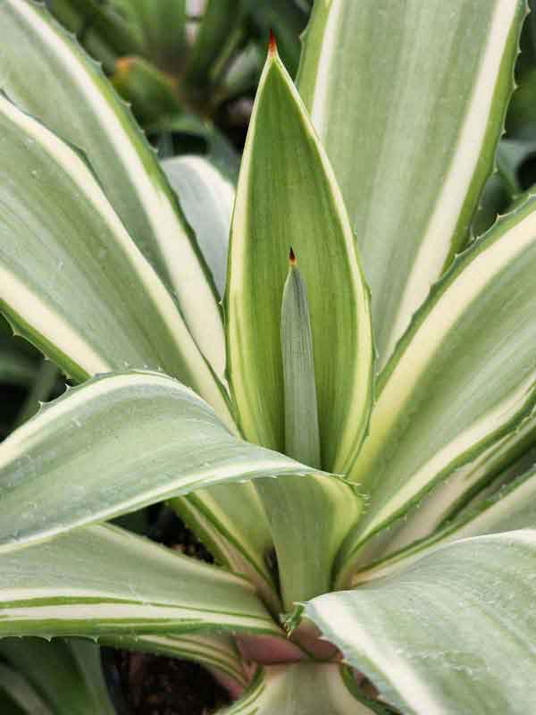 Lg. Soft Leaf Colorful Joe Ghost Soft Leaf Agave Plant (agave desmentiana sp)