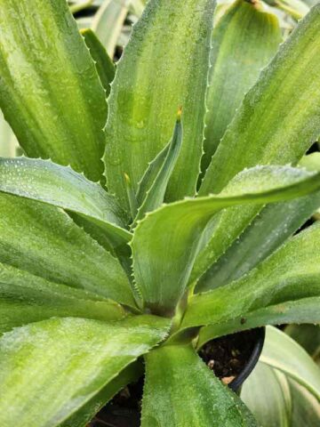 Lg. Soft Leaf Key Lime Soft Leaf Agave Plant (agave desmentiana sp)