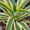 Lg. Soft Leaf Desert Sunset Wide Margin Agave Plant (agave desmentiana sp)