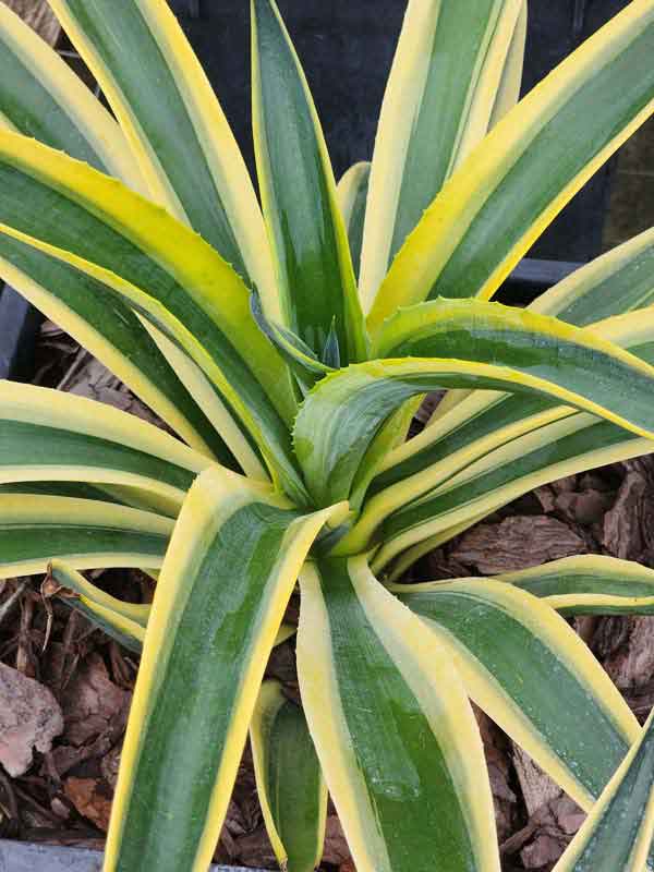 Lg. Soft Leaf Desert Sunset Wide Margin Agave Plant (agave desmentiana sp)