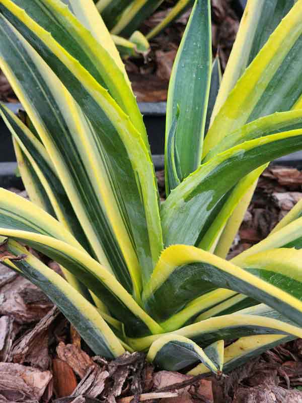 Lg. Soft Leaf Desert Sunset Wide Margin Agave Plant (agave desmentiana sp) - Image 2