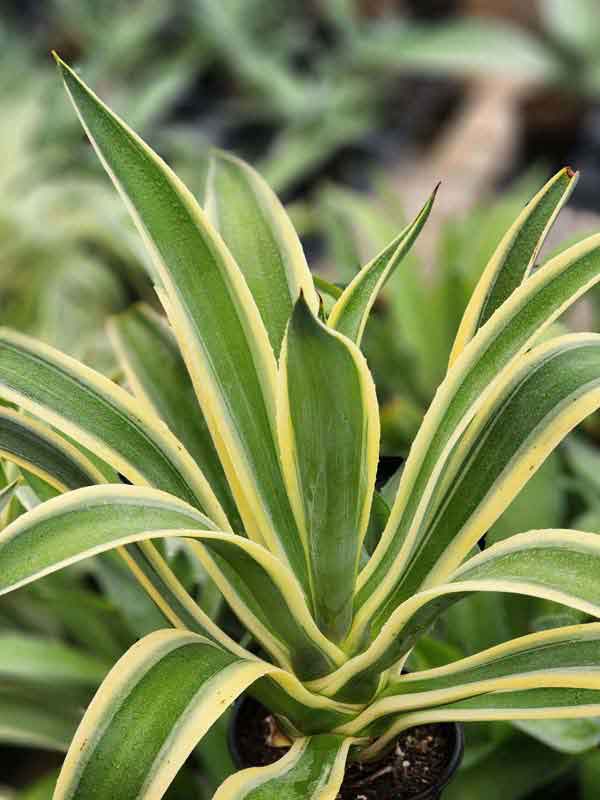 Lg. Soft Leaf Desert Sunset Wide Margin Agave Plant (agave desmentiana sp) - Image 3