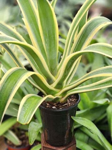 Lg. Soft Leaf Desert Sunset Wide Margin Agave Plant (agave desmentiana sp) - Image 6