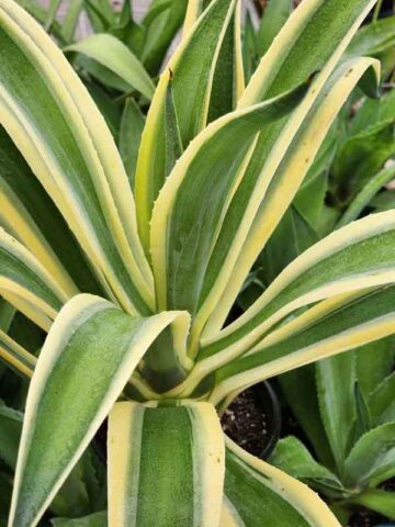 Lg. Soft Leaf Desert Sunset Wide Margin Agave Plant (agave desmentiana sp) - Image 5